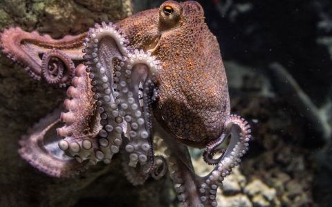 章鱼喜欢朝同类扔东西攻击对方