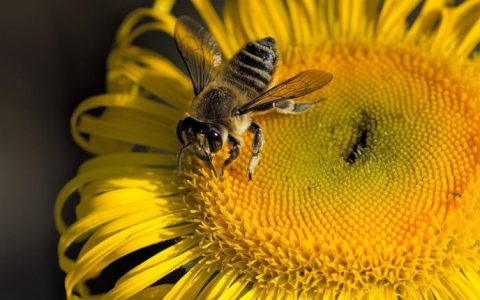 花蜜有限，蜜蜂内卷严重：新发现的杂食蜜蜂进化出牙齿