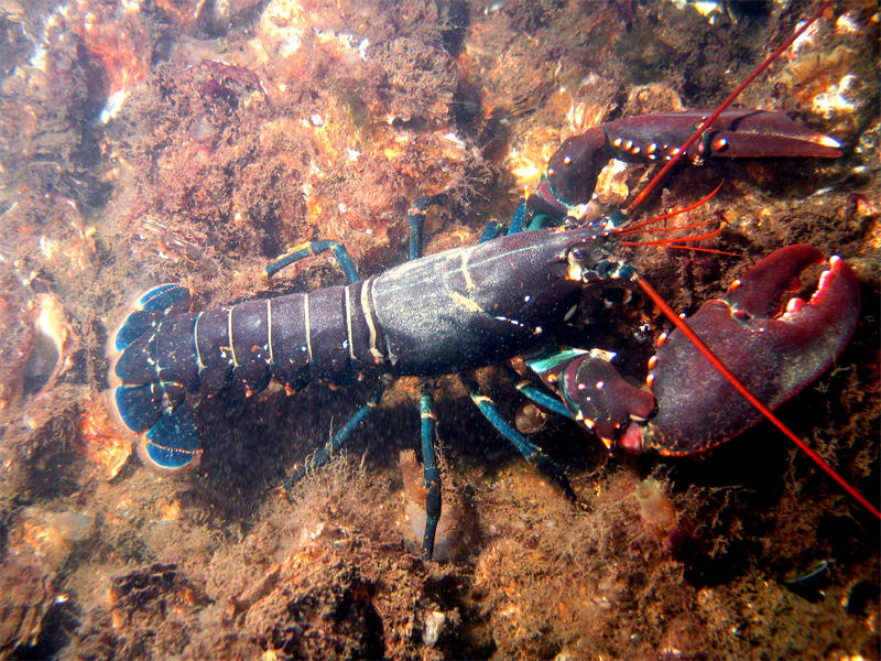 波斯顿龙虾最大有多大图片