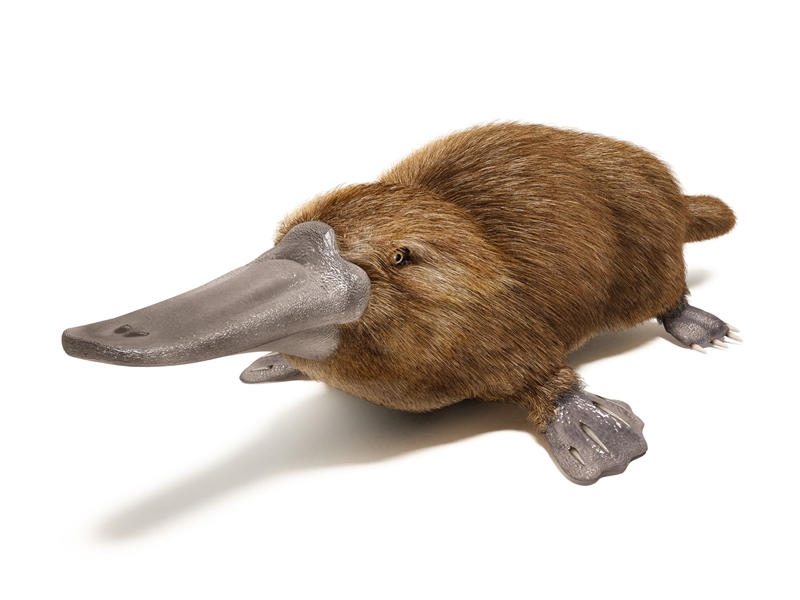 鸭嘴兽是一种生活在澳大利亚东部淡水中的原始哺乳动物
