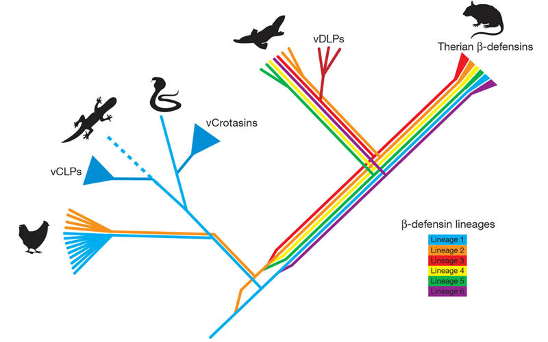 鸭嘴兽的进化线路图